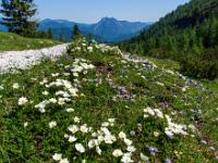 Österreich - Straubingerhaus - Blühende Wiese am Wegrand mit Gurnwandkopf dahinter